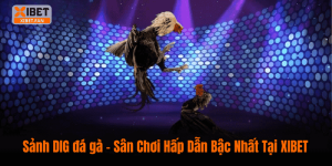 Sảnh DIG đá gà – Sân Chơi Hấp Dẫn Bậc Nhất Tại XIBET