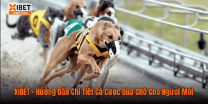 XIBET – Hướng Dẫn Chi Tiết Cá Cược Đua Chó Cho Người Mới
