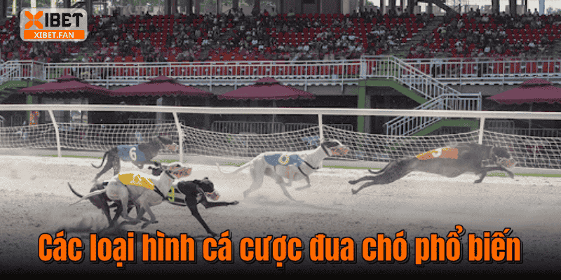 Các loại hình cá cược đua chó phổ biến