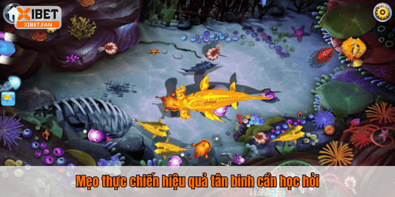 Mẹo thực chiến hiệu quả tân binh cần học hỏi