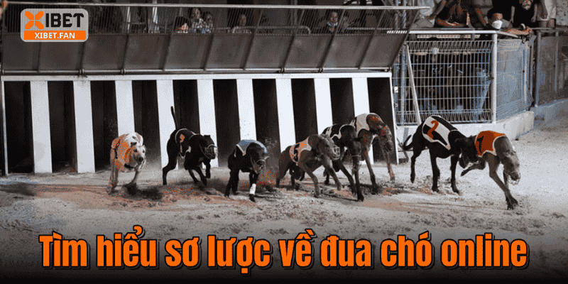 Tìm hiểu sơ lược về đua chó online