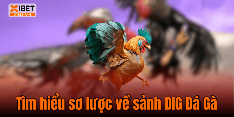 Tìm hiểu sơ lược về sảnh DIG Đá Gà