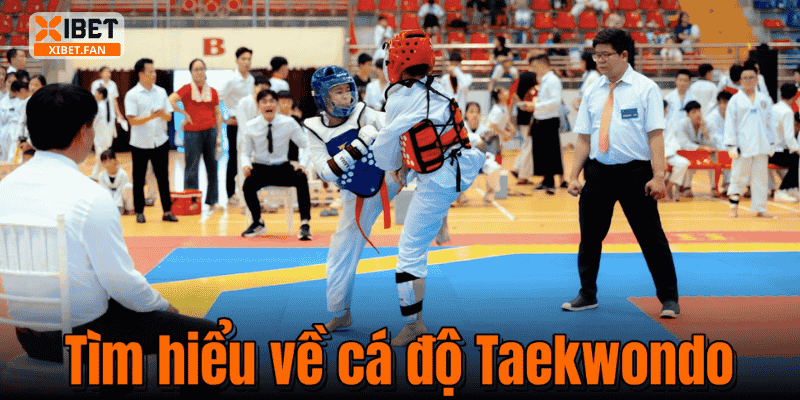 Tìm hiểu về cá độ Taekwondo